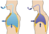 필라테스 호흡, 흉곽호흡이란?