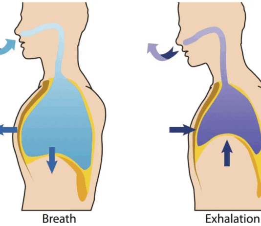 필라테스 호흡, 흉곽호흡이란?