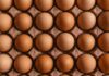 단백질 섭취의 중요성, 건강한 생활을 위한 기본 영양소 A grid of brown chicken eggs in a molded cardboard carton